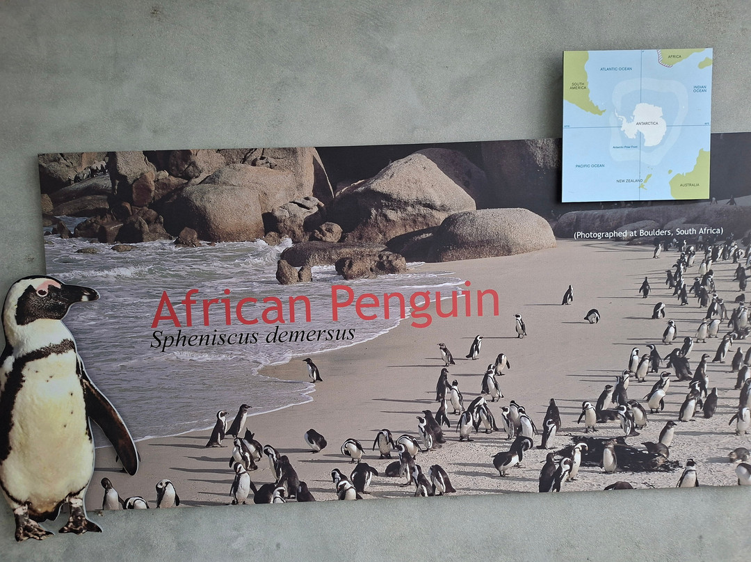 Boulders Beach Penguin Colony-西门镇必去景点