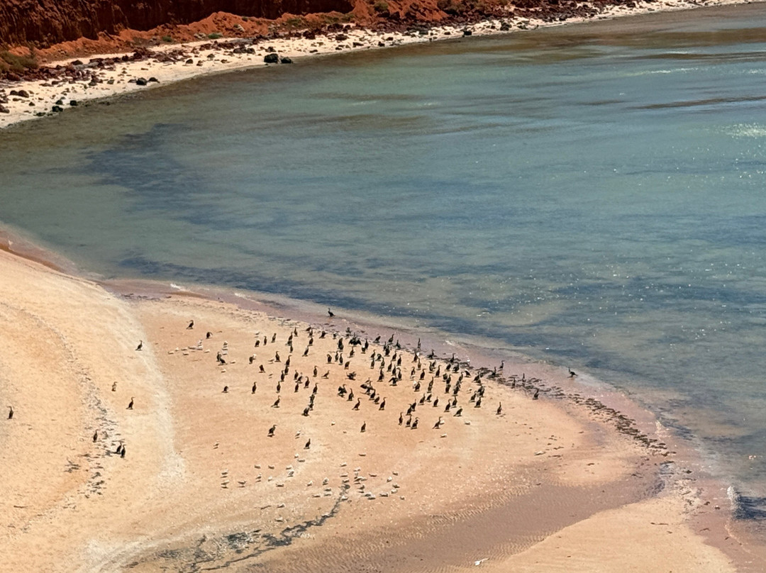 Francois Peron National Park-德纳姆必去景点