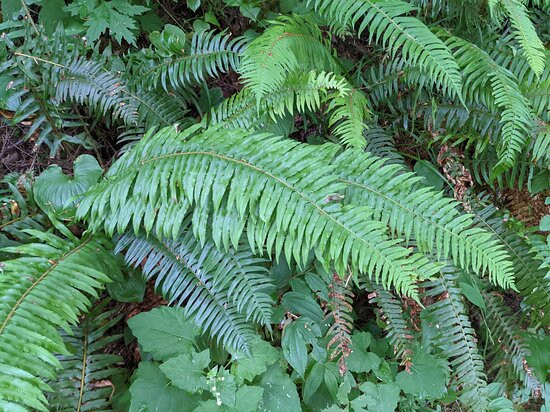 Saddle Mountain State Natural Area-锡赛德必去景点