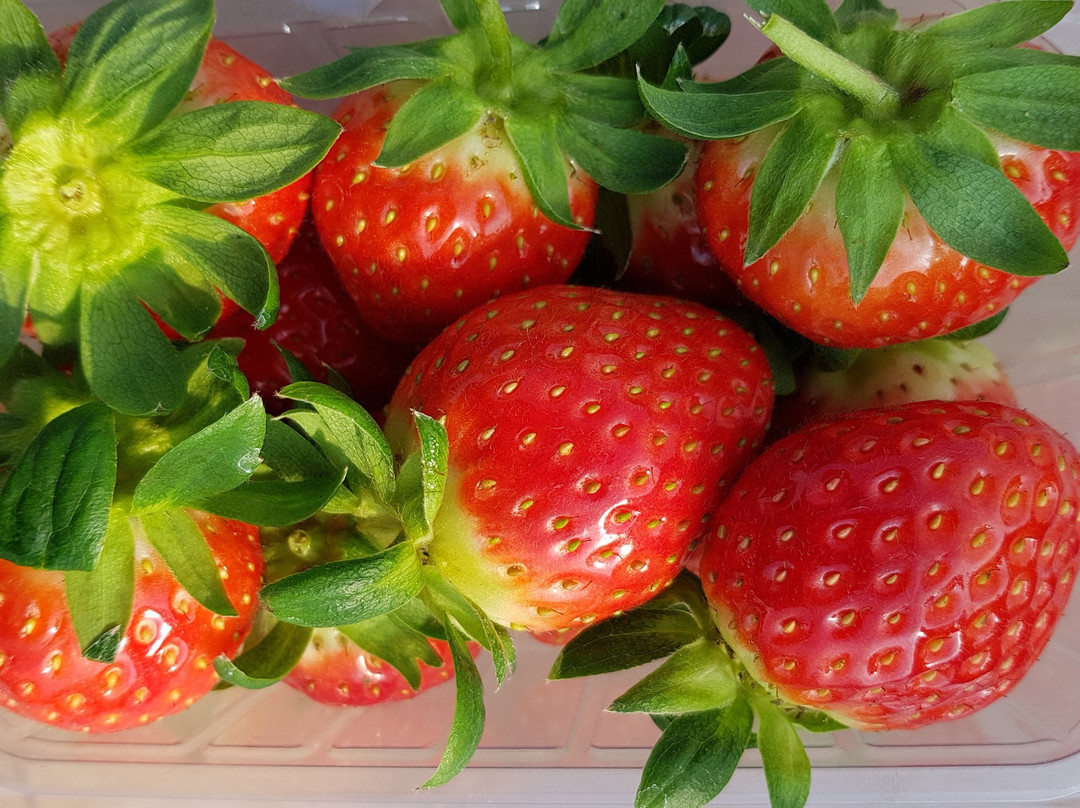 杨平郡旅游景点-Yangsu-ri Strawberry Farm Experience