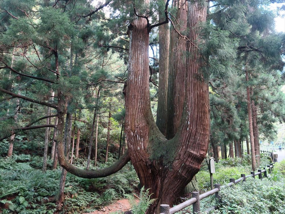 Nakamura Kaburasugi景点图片