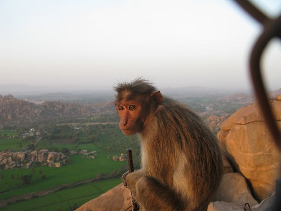 Monkey Temple景点图片