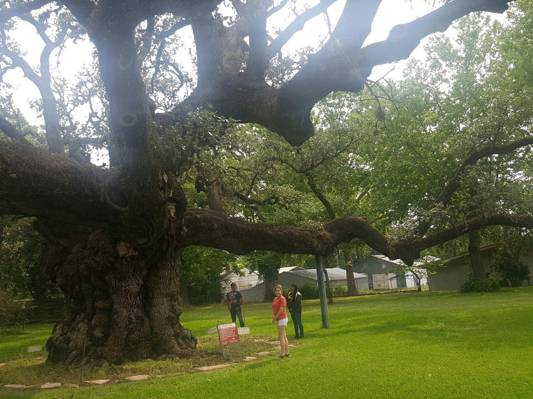 Largest Live Oak in Texas景点图片