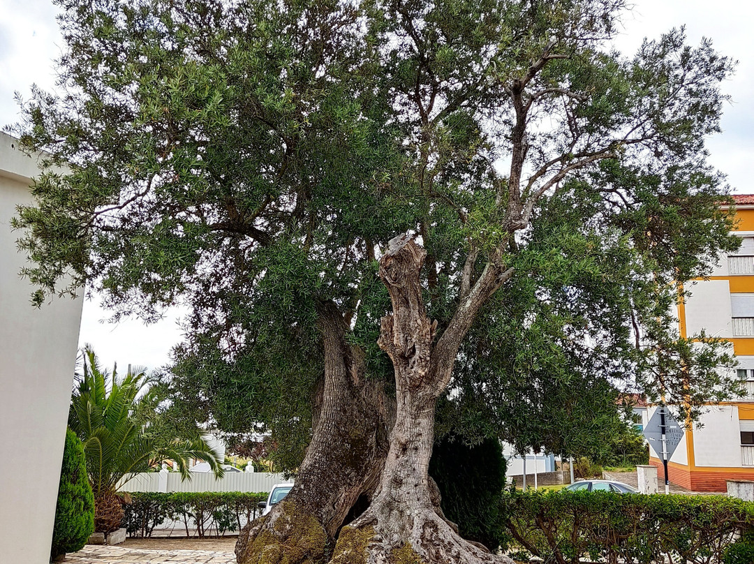 Oliveira Milenar景点图片