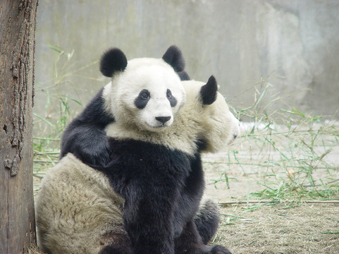 TravelChinaGuide的成都一日游-成都必去景点