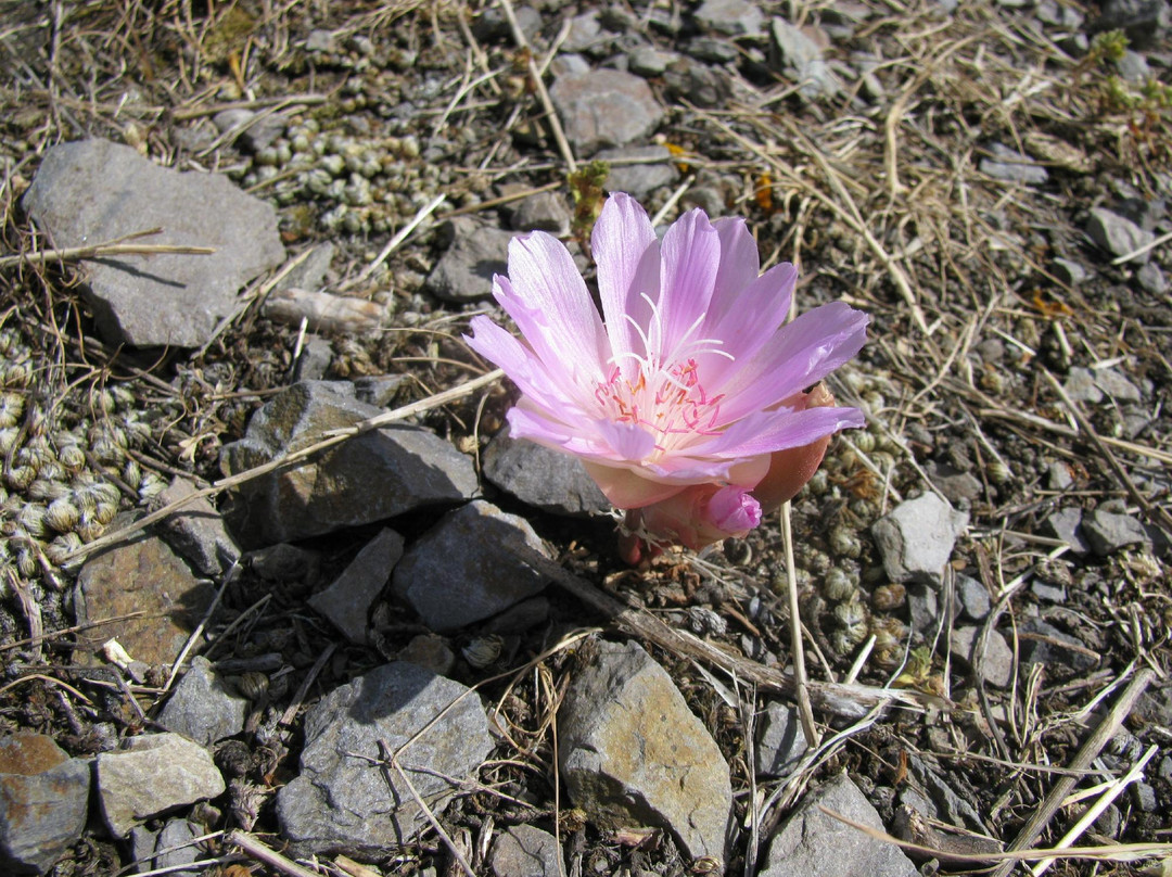 Mount Jumbo North Peak Trail-米苏拉必去景点