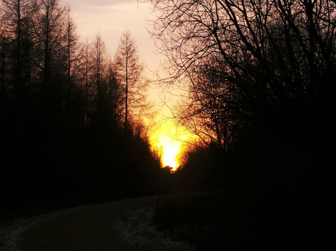Wakerly Woods