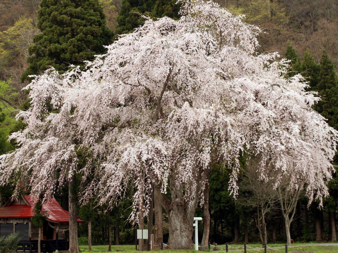 Weeping Cherry Tree of Oshira-sama景点图片
