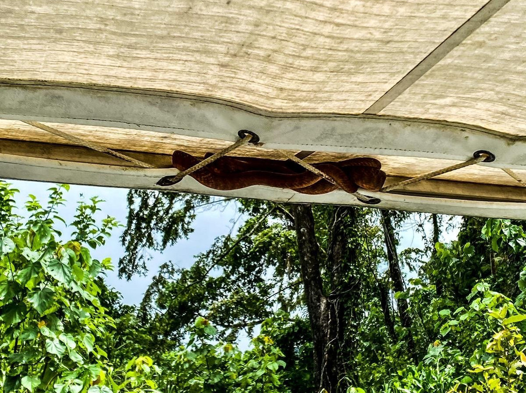 Daintree River Cruise Centre-Daintree必去景点