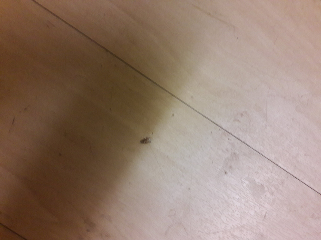 Red Roof Inn West Monroe主图