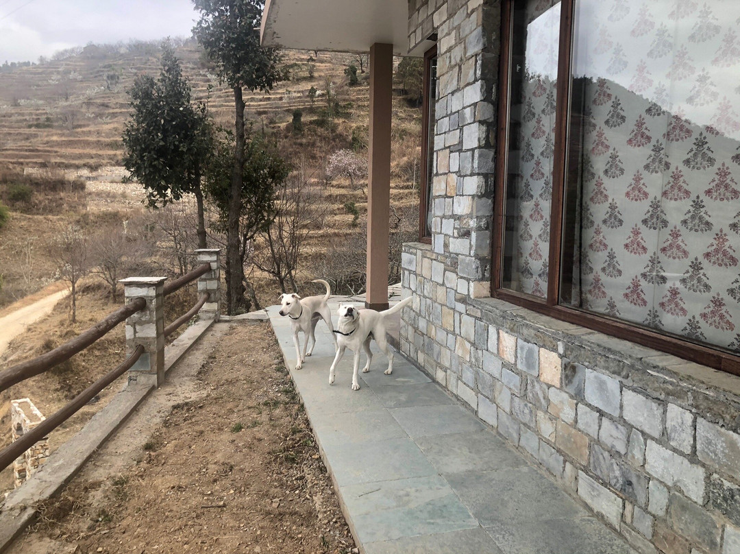 Chirping Chidiya主图