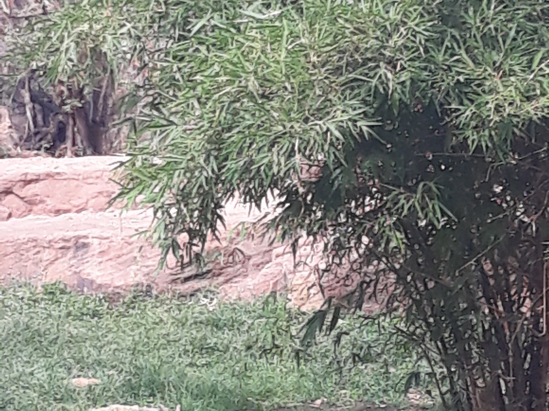 Zoo National du Mali-巴马科必去景点