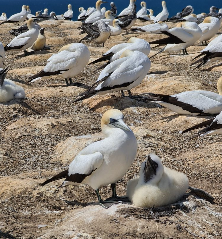 Gannet Beach Adventures景点图片