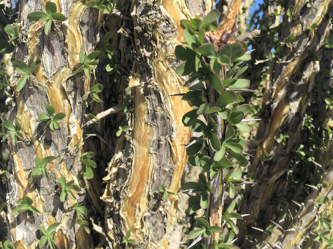Ocotillo Patch-约书亚树必去景点