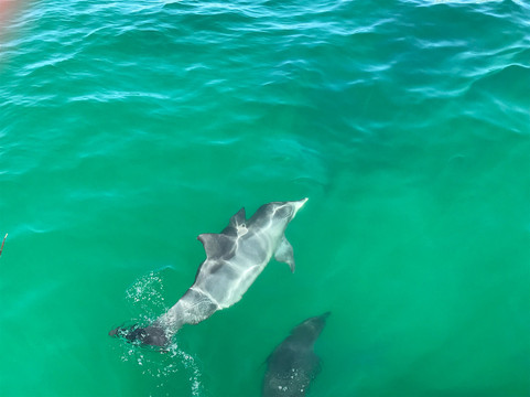 Amaroo Cruises-福斯特必去景点