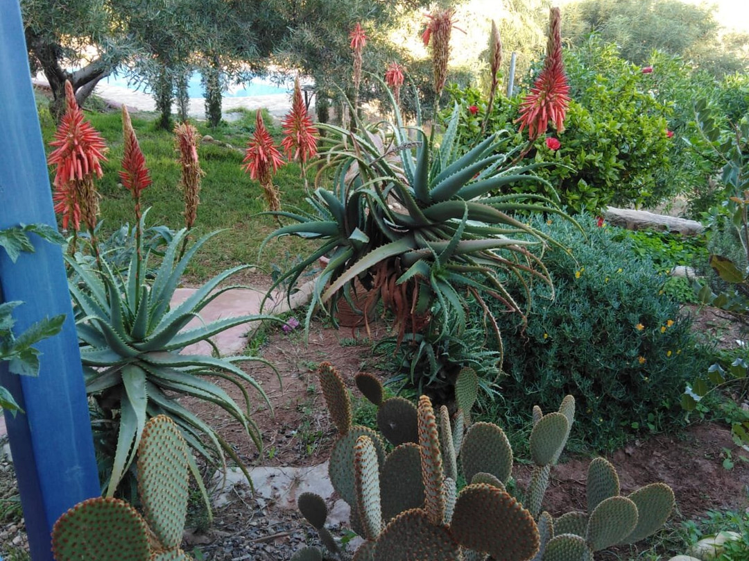 Douar Des Oliviers主图