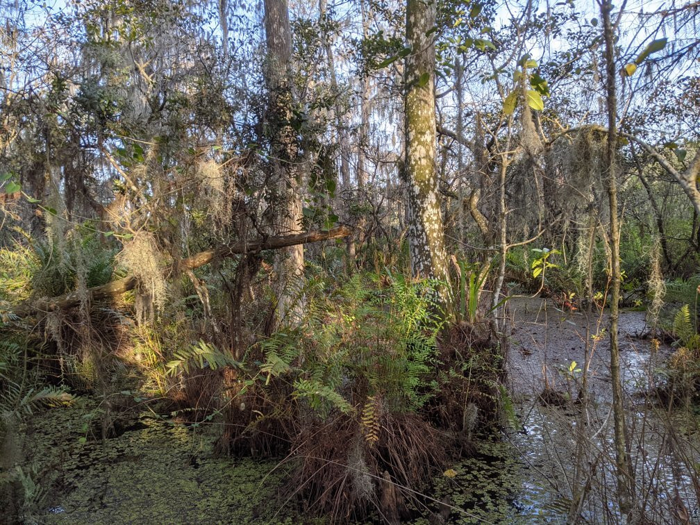 Arthur R. Marshall Loxahatchee National Wildlife Refuge-博因顿海滩必去景点