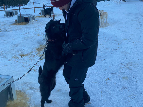 Black Spruce Dog Sledding-费尔班克斯必去景点