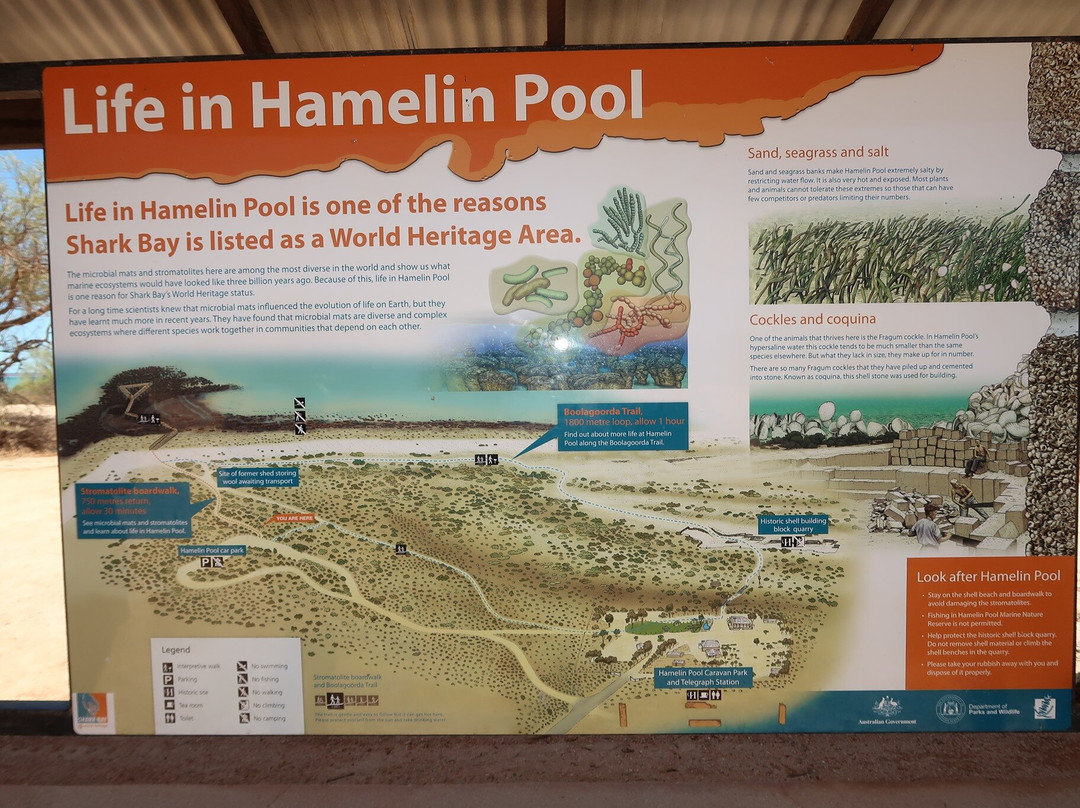 Hamelin Pool Marine Nature Reserve-德纳姆必去景点