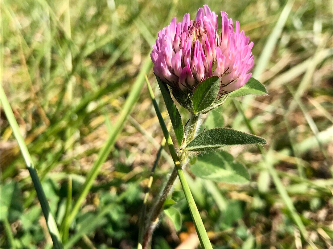 Siloam Springs State Park-Clayton必去景点