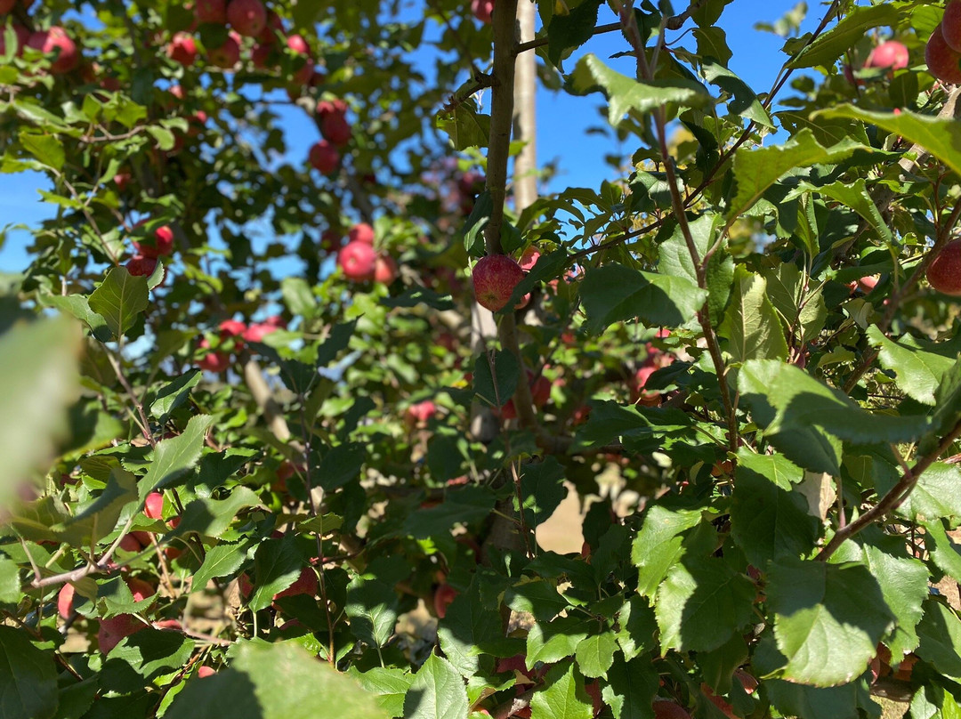 Reece Apple House-Ellijay必去景点
