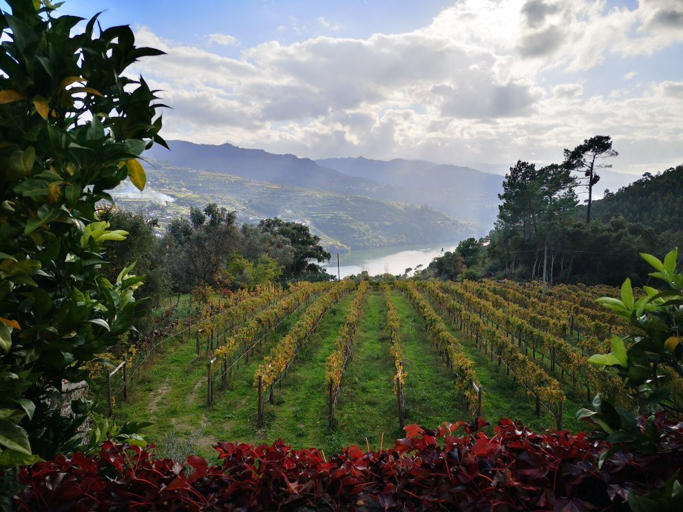 Quinta de Covela景点图片