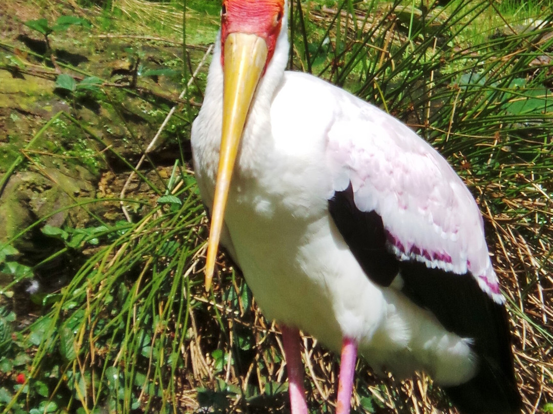 DierenPark Amersfoort-阿默斯福特必去景点