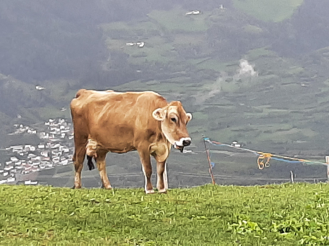 Gasthof Paflur主图