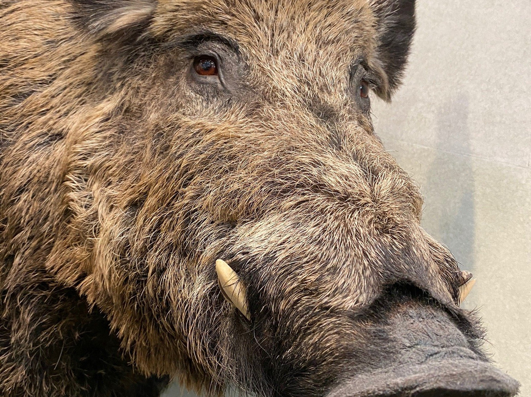 Naturmuseum St.Gallen-圣加仑必去景点