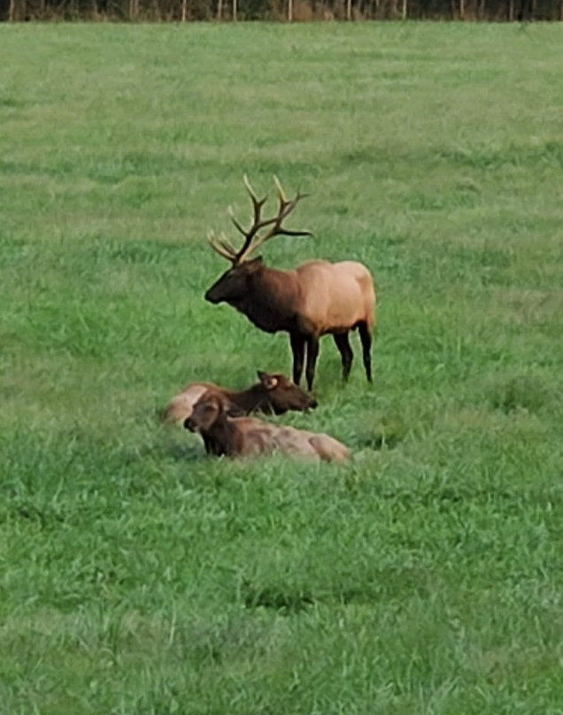 Ponca Elk Education Center景点图片