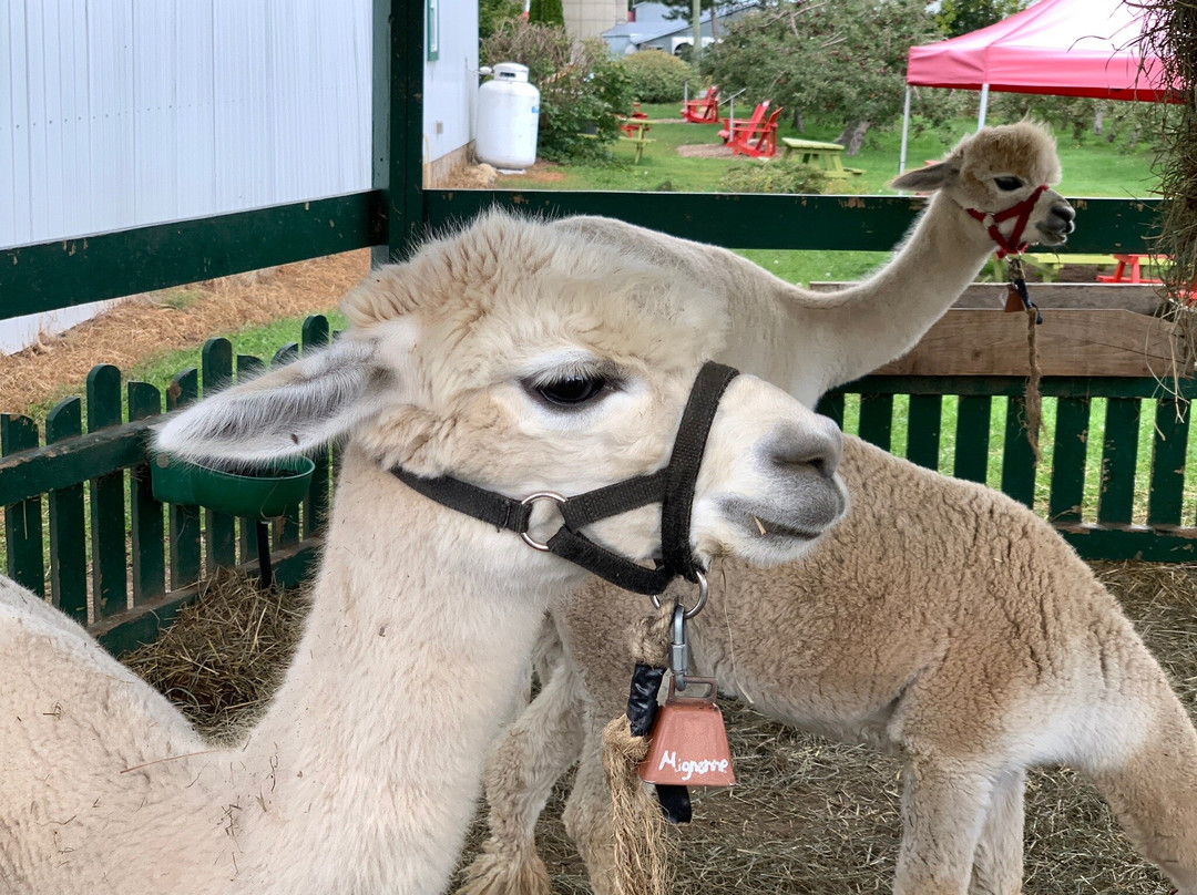 Verger Champetre - Gite & Compagnie-Granby必去景点