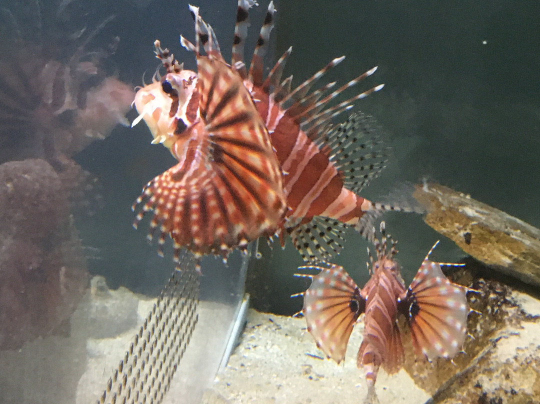 Shirahama Aquarium Kyoto University-白滨町必去景点