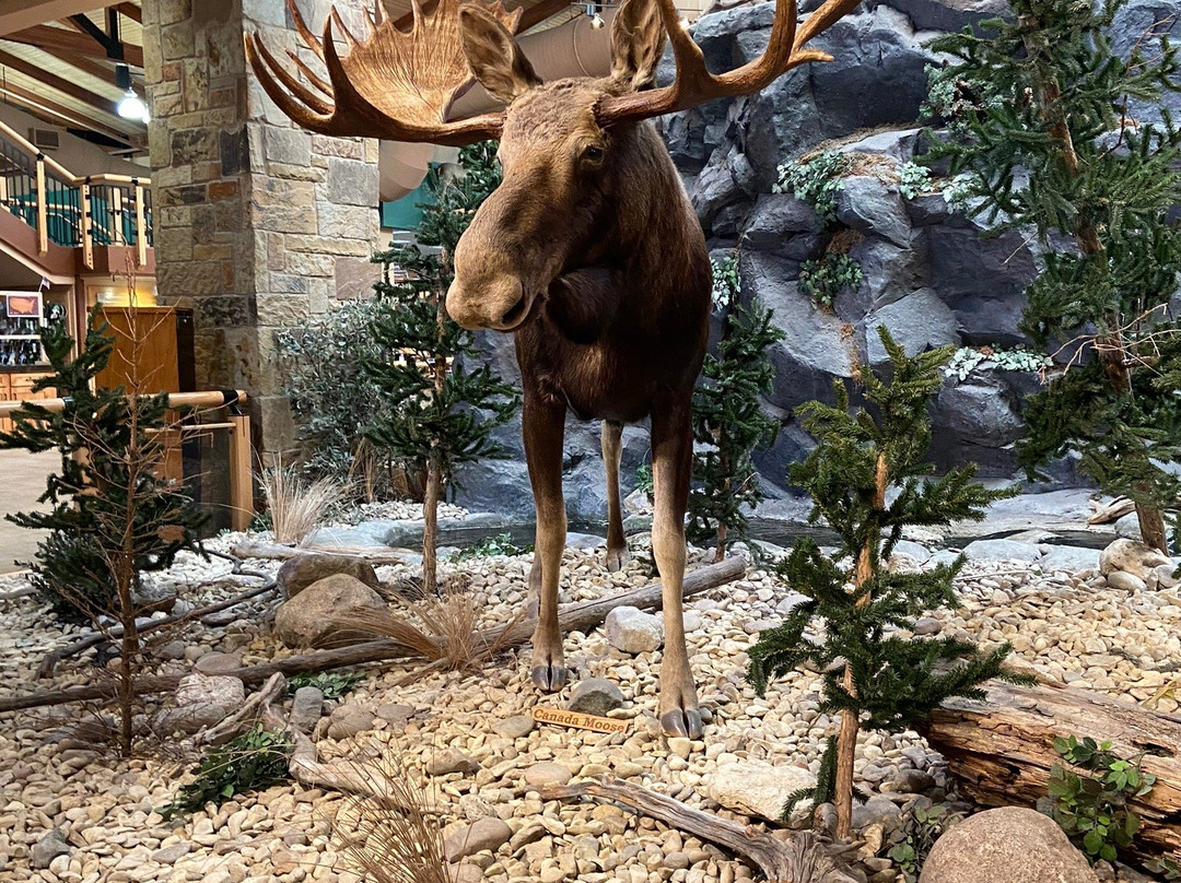 Cabela's-Buda必去景点