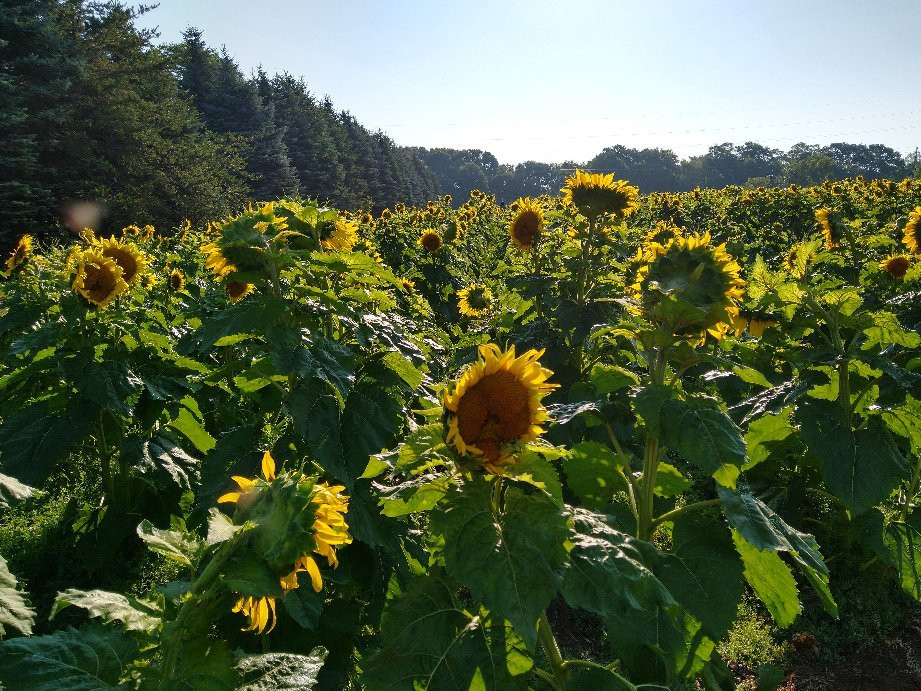 Zimmerman Minnesota Sunflowers景点图片