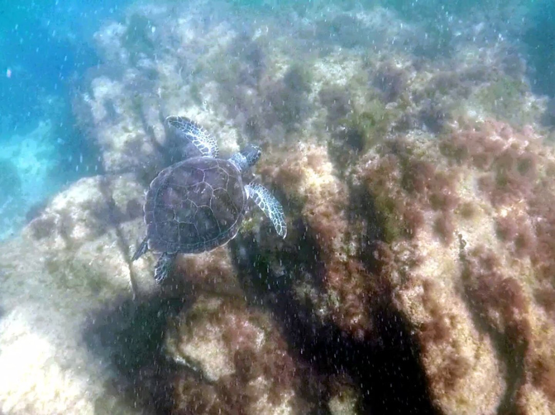 Papagaios Island-卡布弗里乌必去景点