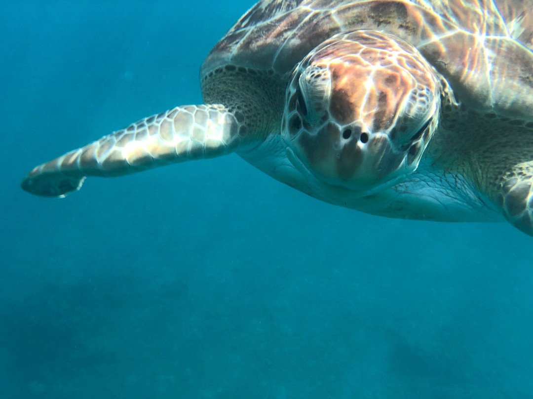 Team Baywatch Watersports-Holetown必去景点