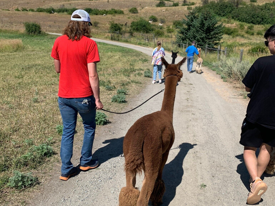 Camelot Haven Alpacas景点图片