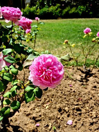 Terre de Rose Distillerie景点图片