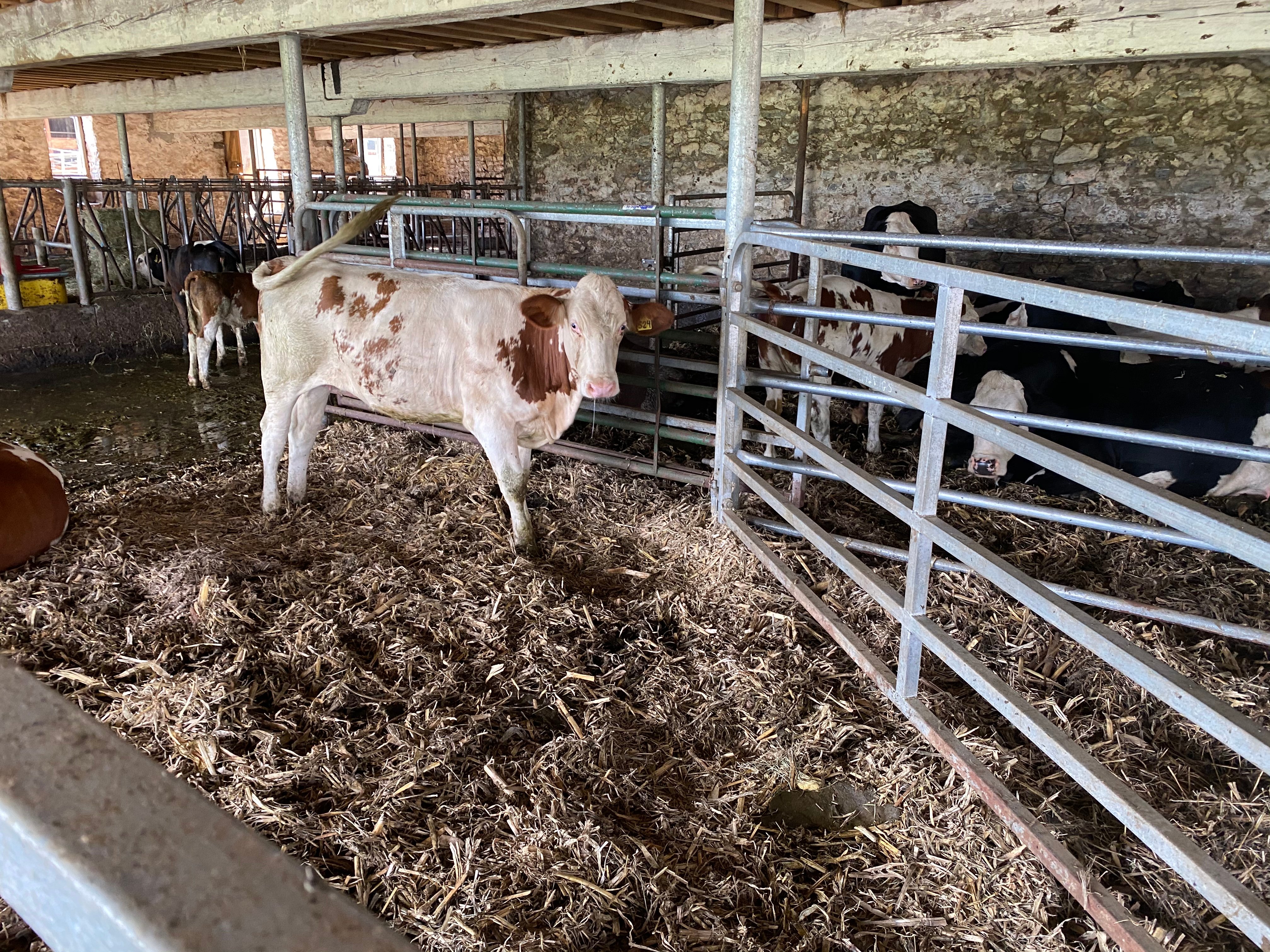 Verdant View Farm Bed And Breakfast-家庭/游戏区