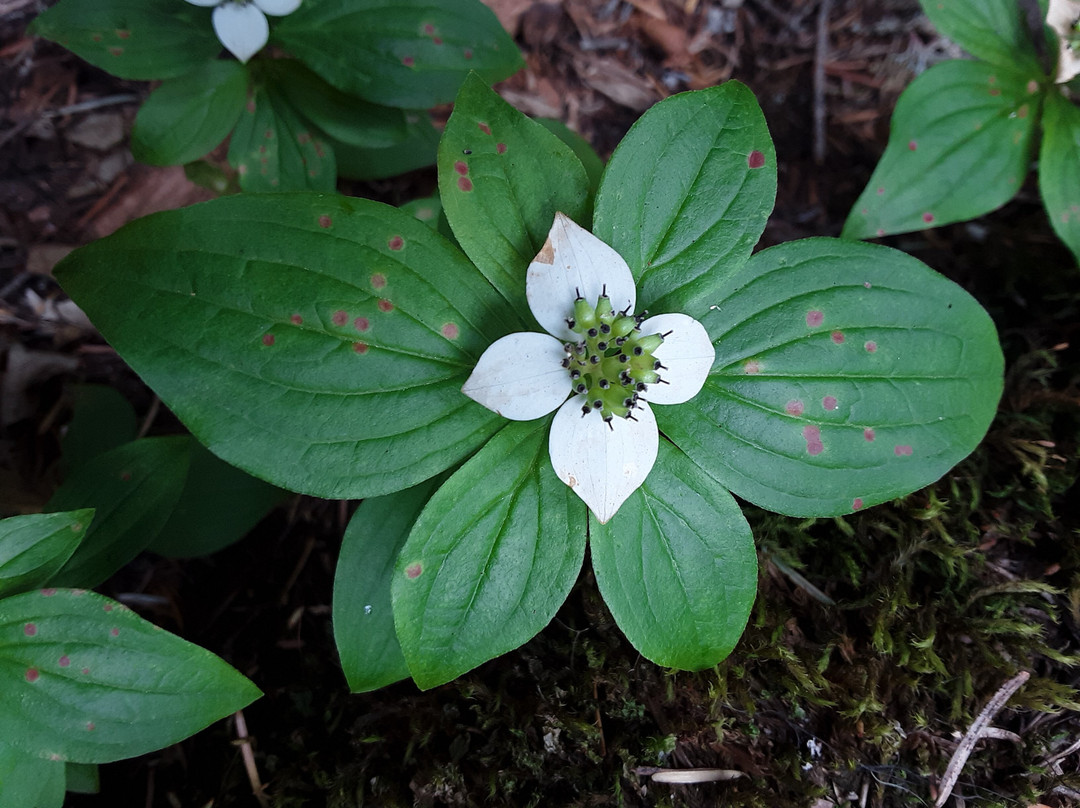 Lemolo Falls-罗斯堡必去景点