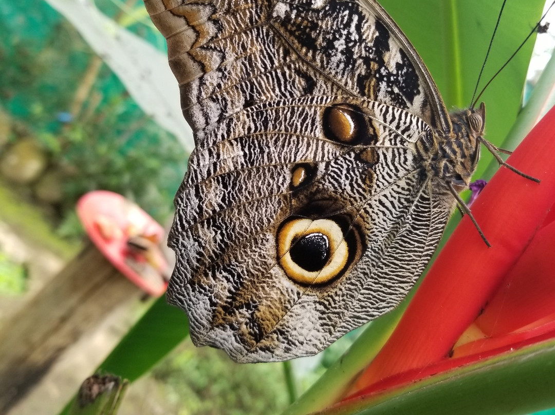 Mindo Nambillo Cloud Forest Reserve-明多必去景点