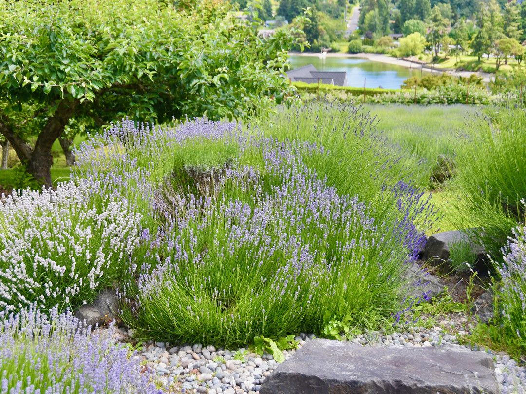 Lavender Hill Farm-Vashon必去景点