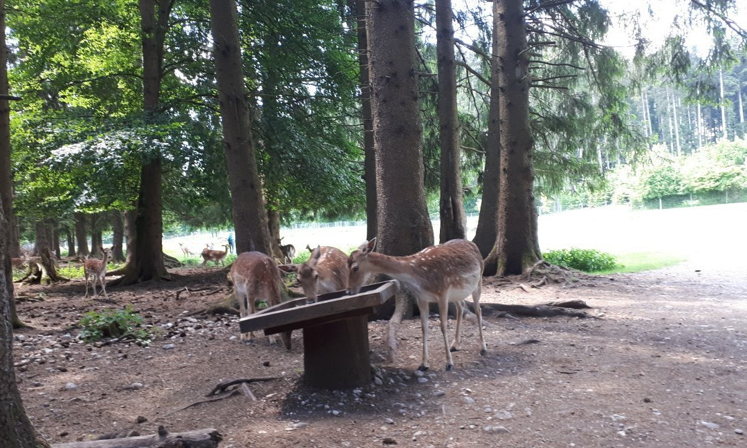 BergTierPark Blindham-艾因格必去景点