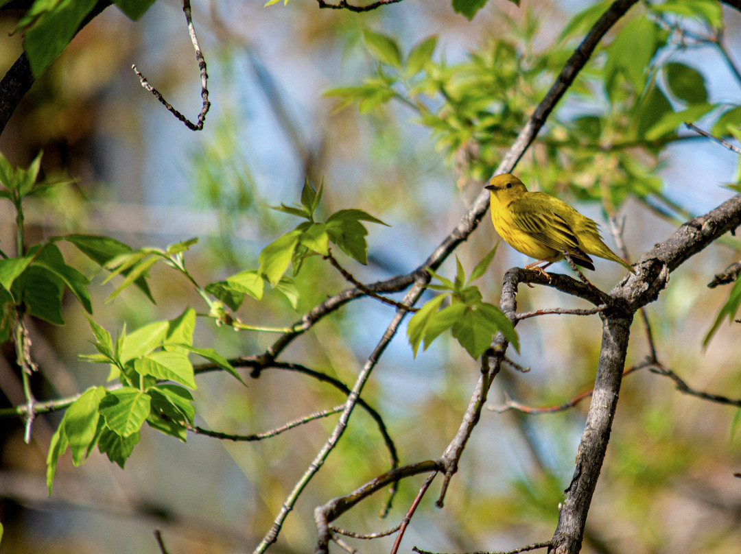 Amherst State Park-艾姆赫斯特必去景点