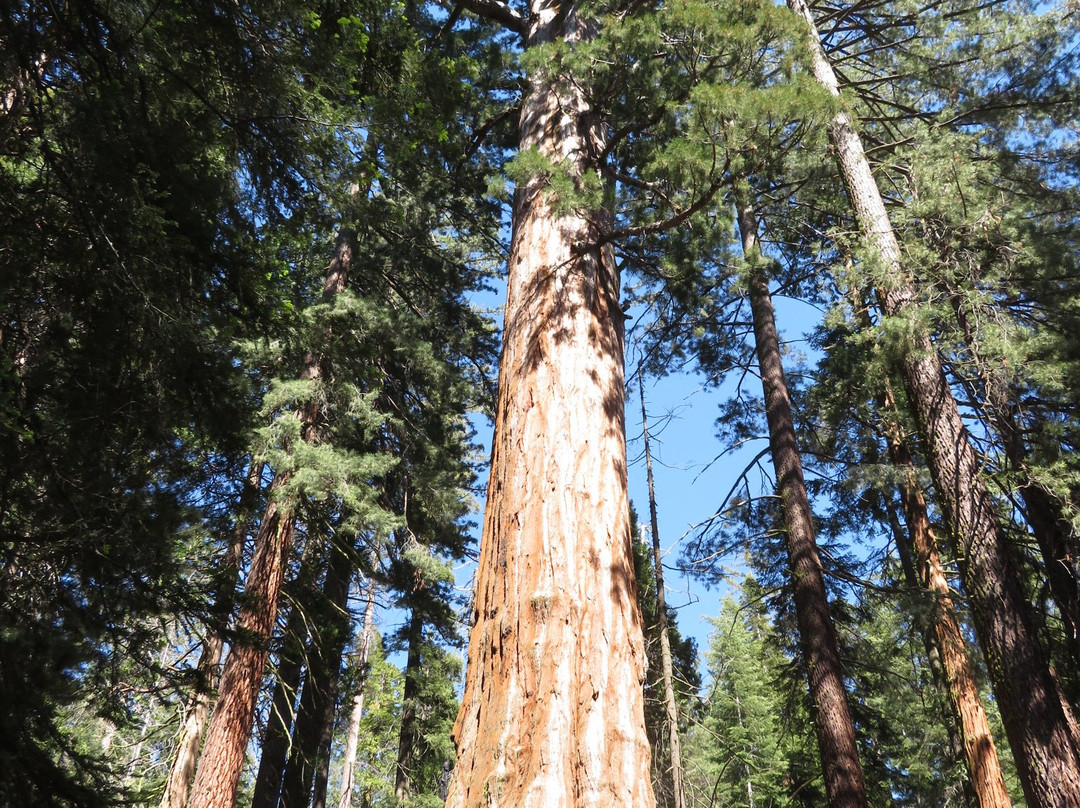 Grant Grove-红杉&国王峡谷国家公园必去景点