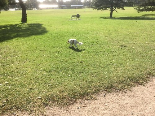 Dendy Park-布莱顿必去景点