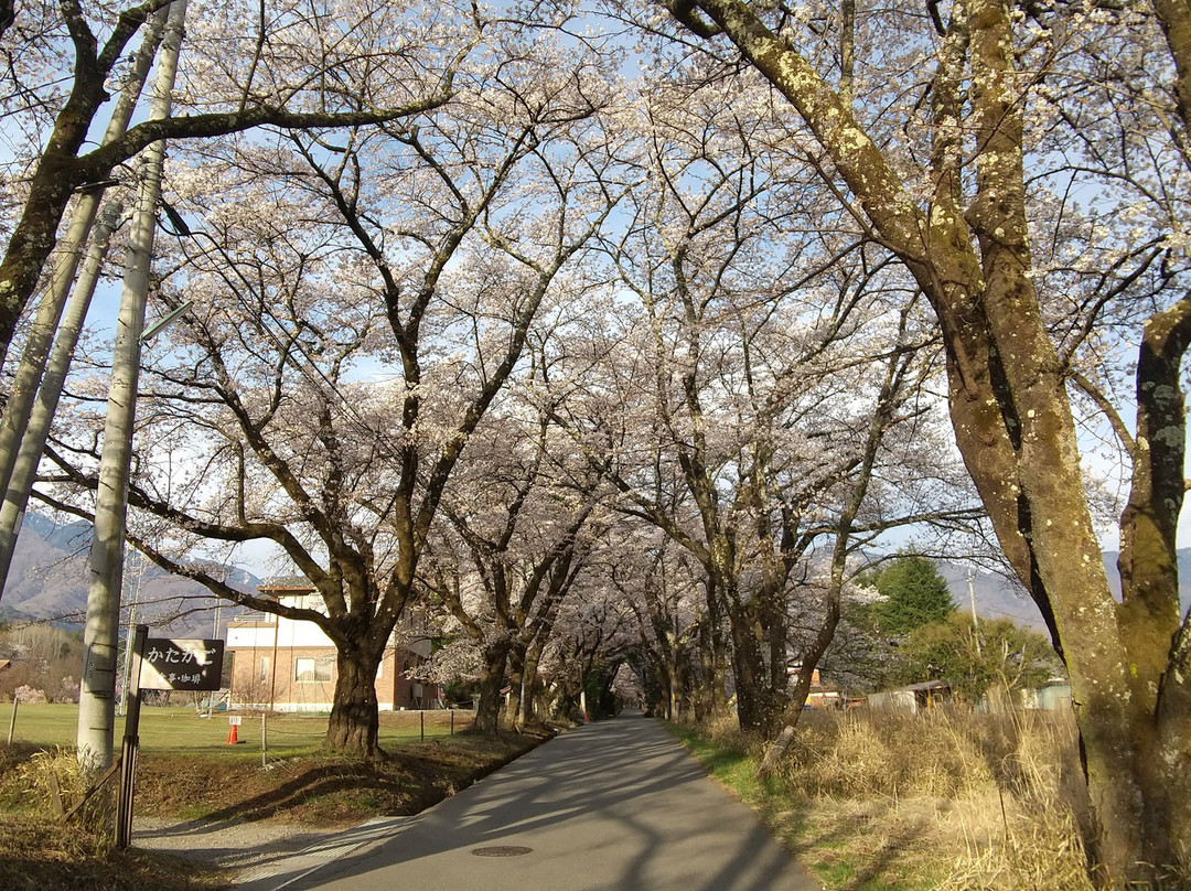 Sanehara Sakura Street-北斗市必去景点