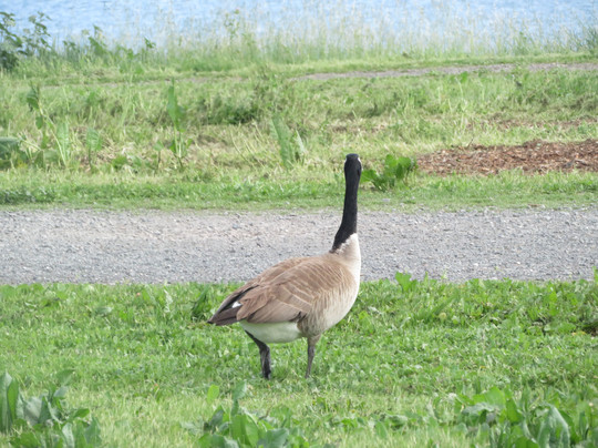Quarry Lakes Regional Recreation Area-费利蒙必去景点