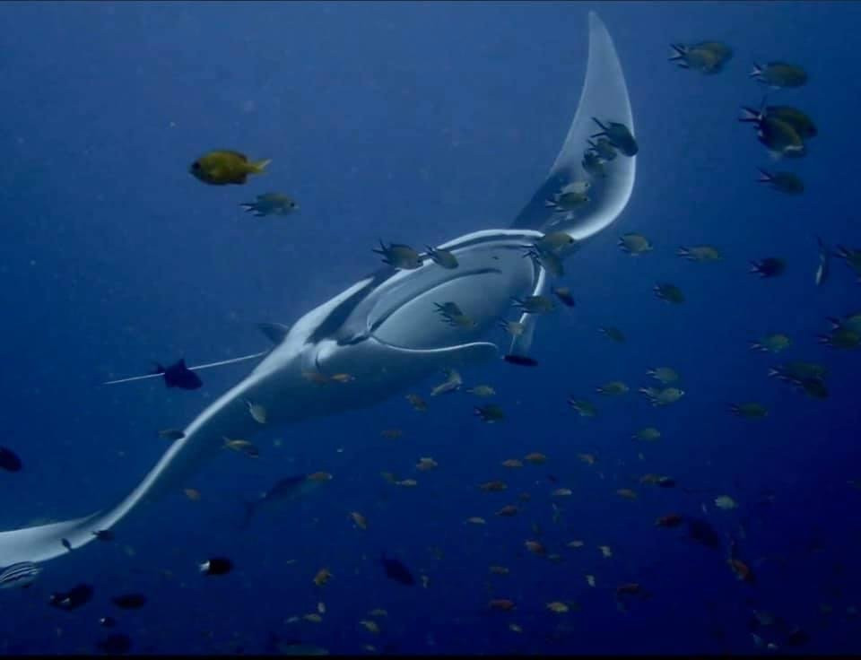 Bajo Dive Resort主图