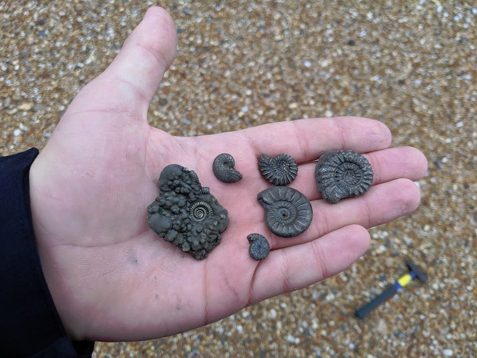 Fossilwalks景点图片